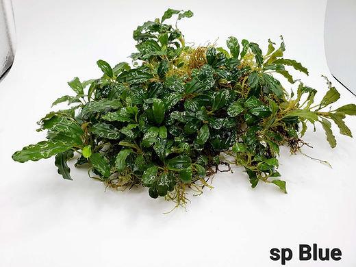 Bucephalandra sp.UpperPearlMidnightBlue