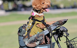 Buddy rider | TradersJapan.,Inc.