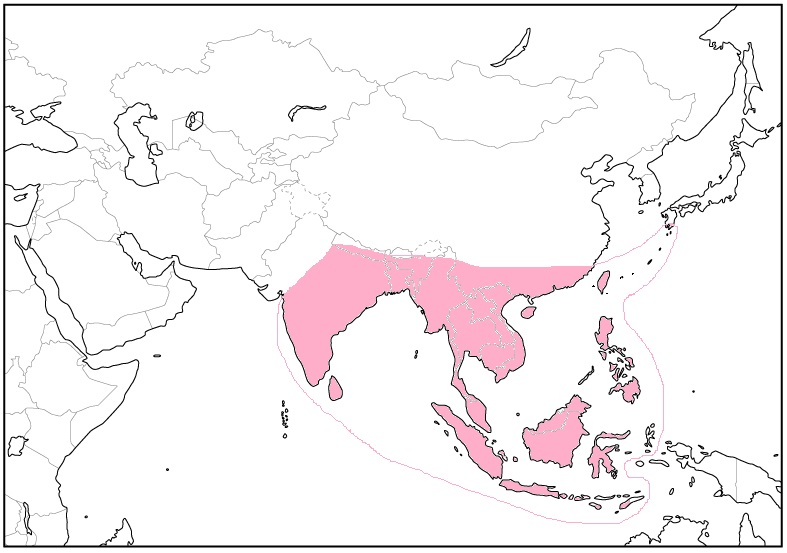 P.simo（1メス、中国青海省）
