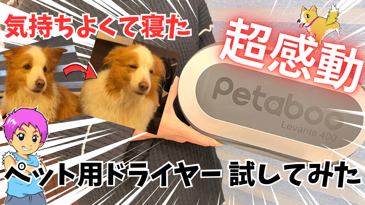 超感動』犬用ドライヤーで時短したのでレビュー｜Petaboo【Levante400