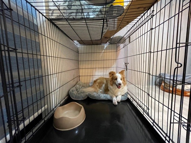 トムクレイト6000】中型犬のケージは絶対コレ｜サイズ豊富＆頑丈で収納